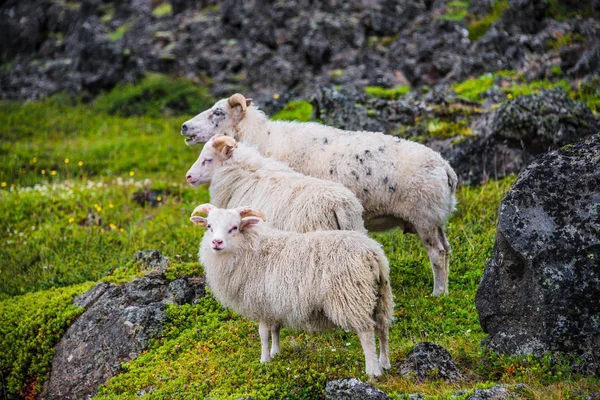 Ovejas islandesas y hermoso paisaje islandés, Islandia — Foto de Stock