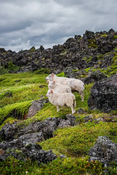 Ισλανδικά-πρόβατα και όμορφη Ισλανδικό τοπίο, Ισλανδία — Φωτογραφία Αρχείου
