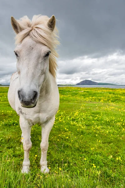 İzlanda at ve güzel İzlanda manzara, İzlanda — Stok fotoğraf