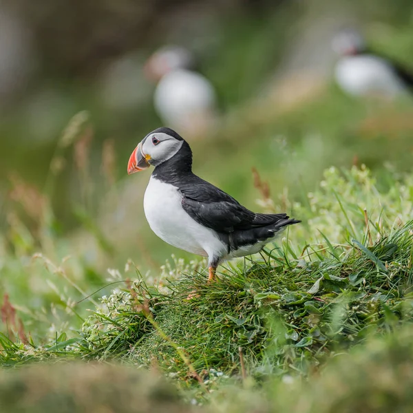 Noord-Atlantische papegaaiduikers op de Faroe eilanden Mykines — Stockfoto