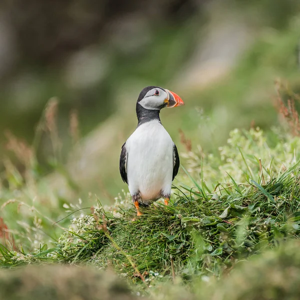 Nordatlanten lunnefåglar på Färöarna ön Mykines — Stockfoto