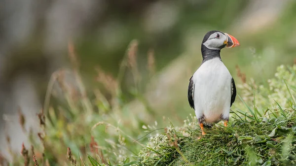 Nordatlanten lunnefåglar på Färöarna ön Mykines — Stockfoto
