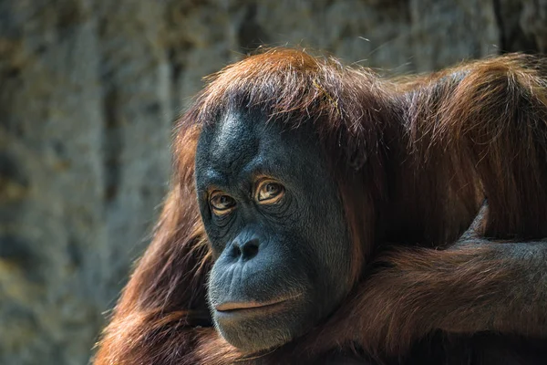 Портрет депрессивного азиатского орангутана — стоковое фото