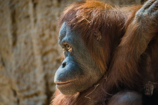 Retrato del deprimido orangután asiático — Foto de Stock