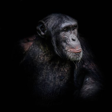 Şempanze portre siyah arka plan üzerine izole
