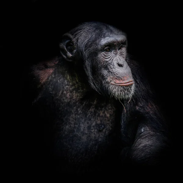 Schimpansenporträt isoliert auf schwarzem Hintergrund — Stockfoto