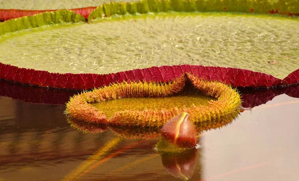 Wunderschöne Seerose, Lotus, schwimmt im Frühling in einem kleinen Teich — Stockfoto
