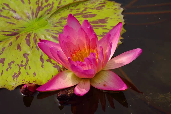 Gorgeous water lily, lotus, floating in a small pond at Spring — Stock Photo, Image