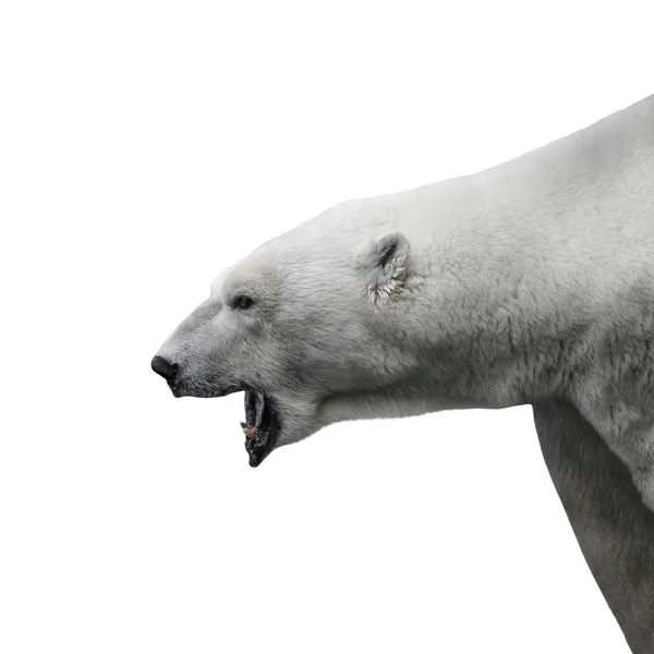 Agresif büyük kutup ayısı beyaz arka plan — Stok fotoğraf