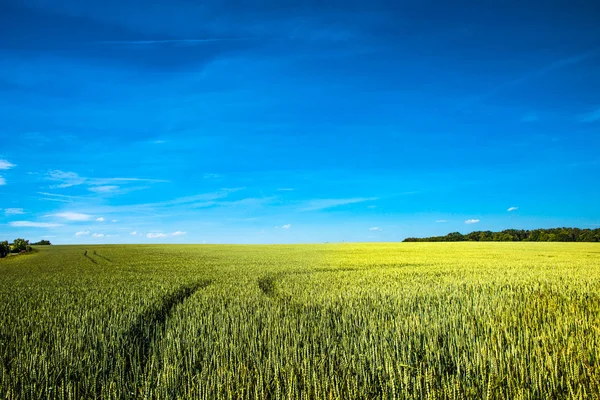 Hermoso paisaje agrícola a finales de primavera en Europa — Foto de Stock