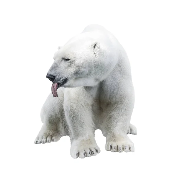 Αστεία μεγάλο πολική αρκούδα δείχνει μια γλώσσα που απομονώνονται σε λευκό φόντο — Φωτογραφία Αρχείου