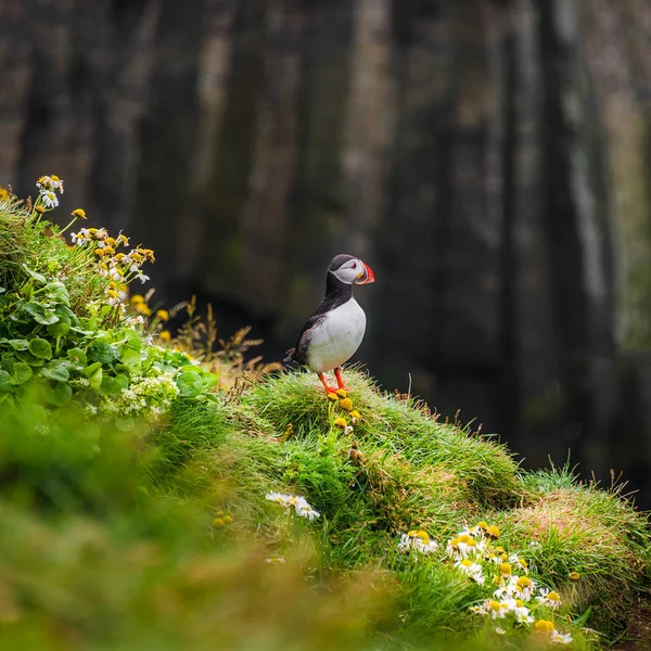 Noord-Atlantische papegaaiduikers op IJslandse kust — Stockfoto