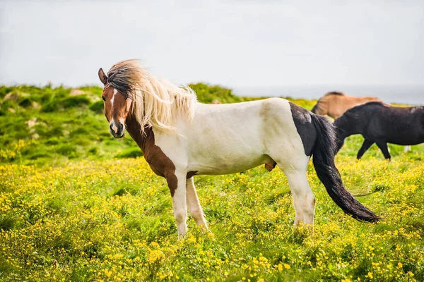 Cavallo islandese e bellissimo paesaggio islandese, Islanda — Foto Stock
