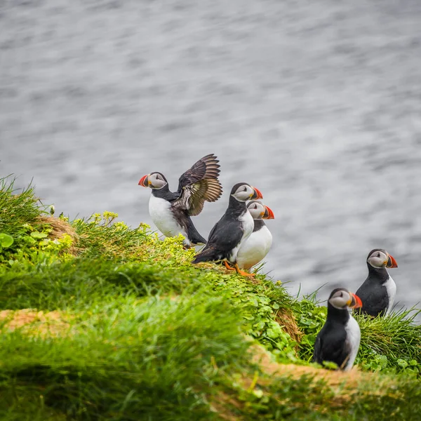 North Atlantic puffins at Icelandic seashore