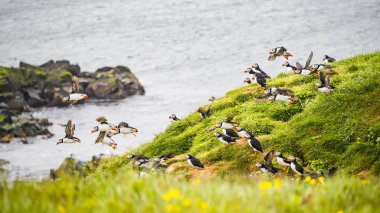 İzlanda deniz kıyısı, manzara ve Kuzey Atlantik puffins
