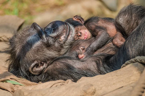 Retrato de la madre Chimpancé con su divertido bebé pequeño — Foto de Stock