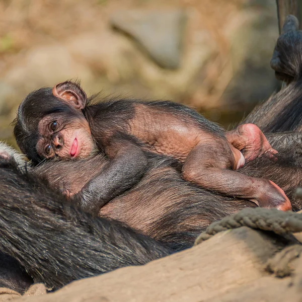 Retrato de la madre Chimpancé con su divertido bebé pequeño — Foto de Stock