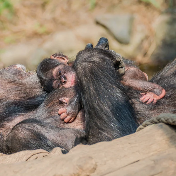 Retrato de la madre Chimpancé con su divertido bebé pequeño — Foto de Stock