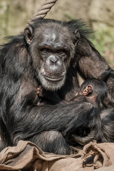 Retrato de la madre Chimpancé con su divertido bebé pequeño — Foto de Stock