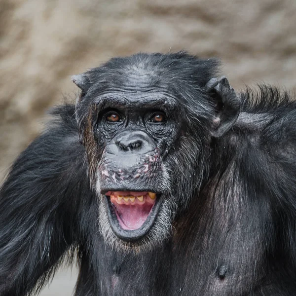 Retrato de chimpancé divertido y risueño, primer plano — Foto de Stock