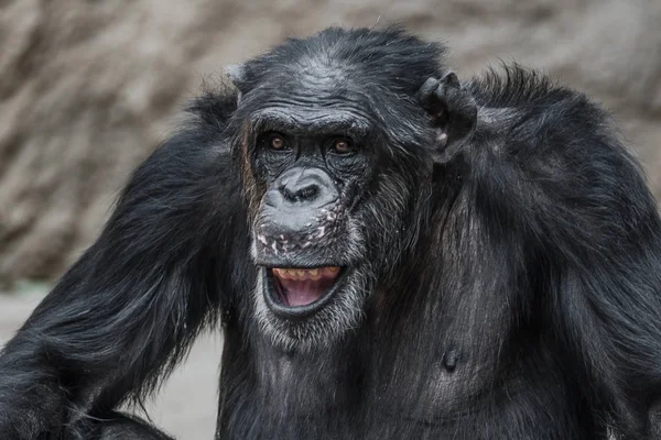 Retrato de chimpancé divertido y risueño, primer plano — Foto de Stock
