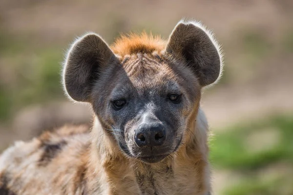 Portrait de l'immense et puissante hyène maculée africaine — Photo