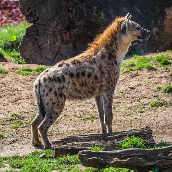 Porträtt av stora och kraftfulla afrikanska Fläckig hyena — Stockfoto