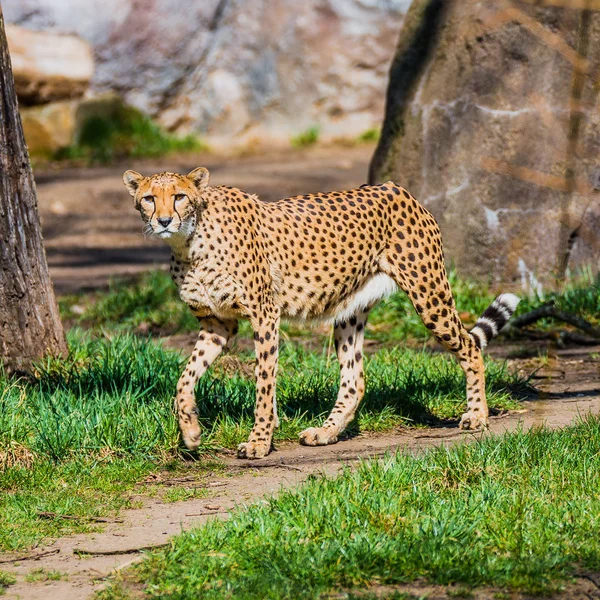 Portrait de guépard africain fort et rapide, gros plan — Photo