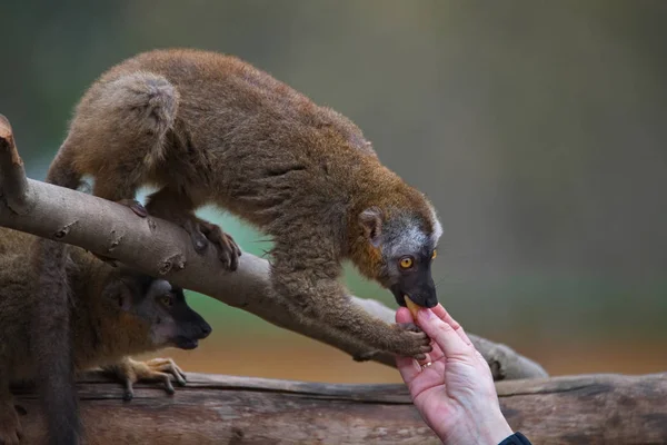 Porträtt av nyfiken och söt röd Fronted Madagaskar Lemur behavi — Stockfoto