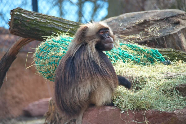 Portrait of strong alpha male master of African baboon