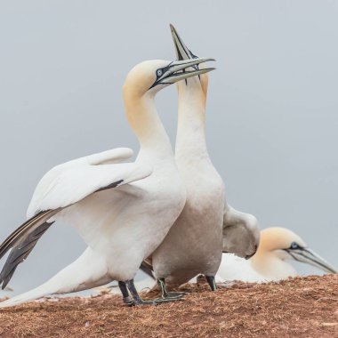 Adanın Helgoland, Almanya, vahşi geçirme gannets davranışını