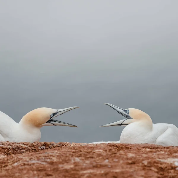 Argumento de dois bandos selvagens na ilha Helgoland, Alemanha , — Fotografia de Stock