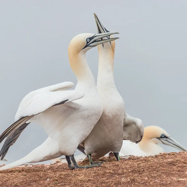 Zachowanie dzikich morskich migracji na wyspie Helgoland, Germany — Zdjęcie stockowe