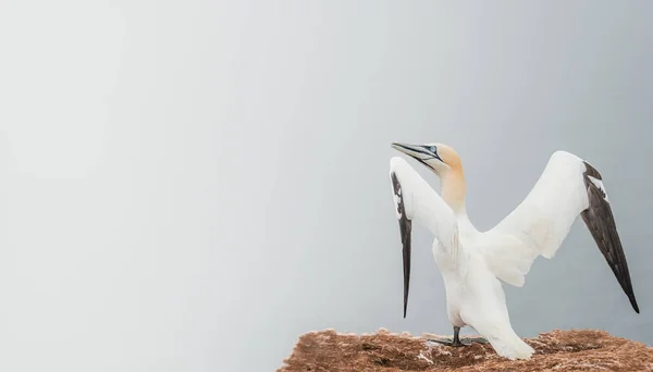 Natura piękny przebudzenie, dziki gannet Północnego Atlantyku — Zdjęcie stockowe