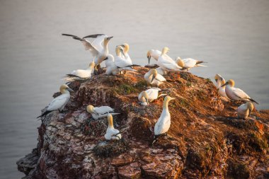 Rookery, Helgolan kırmızı kayalıklarla, vahşi Kuzey Atlantik gannet
