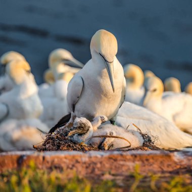 Helgolan kırmızı kayalıklarla, vahşi Kuzey Atlantik gannets Rookery