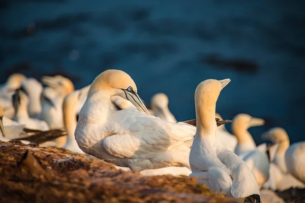 The Rookery de gansos selvagens de Atlântico Norte às falésias vermelhas em Helgolan — Fotografia de Stock