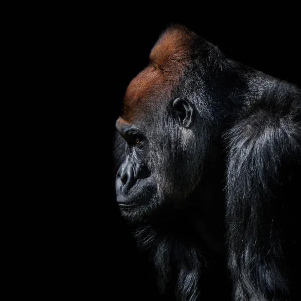 Портрет могущественного альфа-самца африканской гориллы под охраной — стоковое фото