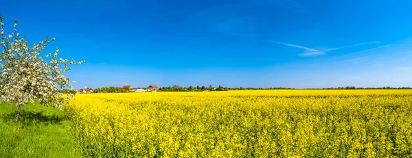 Panoramic view of beautiful farm landscape of rapeseed field in — Stock Photo, Image