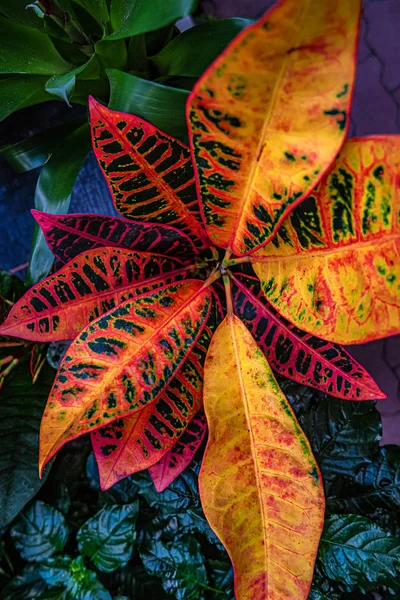Belle foglie colorate e fiori di piante da casa in una garda — Foto Stock