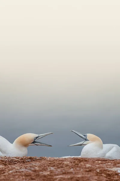Deckel mit zwei sich streitenden wilden Basstölpeln auf glatter Gra — Stockfoto