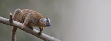 Meraklı ve sevimli Kızıl Cephe Madagaskar 'ın portresiyle 