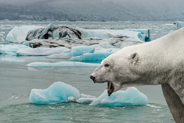 Grote ijsbeer huilt met open mond voor smeltende zee — Stockfoto