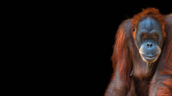 Banner s portrétem legrační barevné asijské orangutan v černé — Stock fotografie