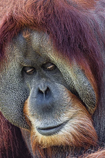 Cover page with portrait of old Asian orangutan, alpha male, det — Stock Photo, Image