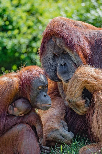 Retrato familiar de padres e hijos de orangutanes asiáticos al aire libre — Foto de Stock