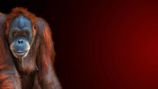 Banner mit Porträt des lustigen farbenfrohen asiatischen Sumatra-Orang-Utans — Stockfoto