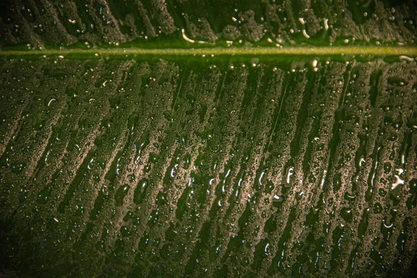 Nass mit Wassertropfen indisches Ficus-Elastika-Blatt in den Tropen — Stockfoto