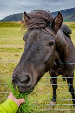İzlanda 'da çitin ötesindeki otlarla beslenen İzlandalı atların toplamı