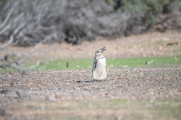 Magellanska pingvin på boet, Punta Tombo, Patagonia — Stockfoto